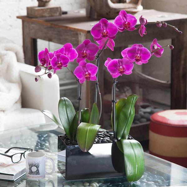 Orchid Wrangler